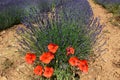 Lavenders in the south of france, provence,sault Royalty Free Stock Photo