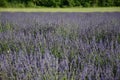 Lavenders in the south of france, provence,sault Royalty Free Stock Photo