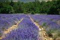 Lavenders in the south of france, provence,sault Royalty Free Stock Photo