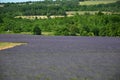 Lavenders in the south of france, provence,sault Royalty Free Stock Photo