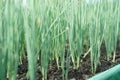 Spring onions plants in greenhouse. Royalty Free Stock Photo