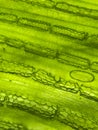 zoom micro organism algae cell Royalty Free Stock Photo