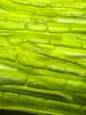zoom micro organism algae cell Royalty Free Stock Photo