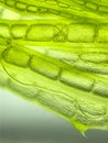 zoom micro organism algae cell