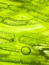 zoom micro organism algae cell Royalty Free Stock Photo