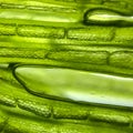 zoom micro organism algae cell Royalty Free Stock Photo