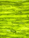 zoom micro organism algae cell