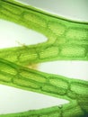 Zoom microorganism algae