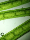 Zoom microorganism algae