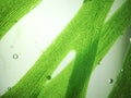 Zoom microorganism algae