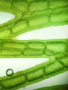 Zoom microorganism algae Royalty Free Stock Photo