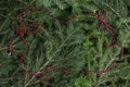 zoom on a pile of fir branches with a frame of bright red pearl garland
