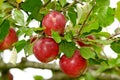 Zoom in on red apples growing on apple tree branch with bokeh and copyspace. Fruit hanging from an orchard farm tree Royalty Free Stock Photo