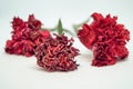 Zoom red carnations some flower fresh but some flower wilted. Royalty Free Stock Photo