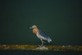 Zoom shot of colorful birds perched on the timber on the emerald water.