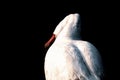 Zoom-in shot of a duck shot from behind shaking off water from its beak - royalty concept. Royalty Free Stock Photo