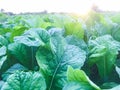 Zoom shot of green Vegetable in a farm