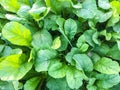 Zoom shot of green Vegetable in a farm