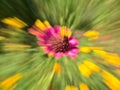 Zoom shot of a ping flower