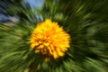 Zoom shot of a yellow flower