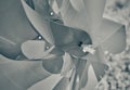 Zoom View Black and White Pinwheel in Mums Flower Garden Royalty Free Stock Photo