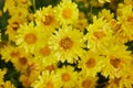 Zoom View Chrysanthemum Flower or Mums Flower Royalty Free Stock Photo
