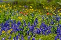 A Zoom View of a Field Full of Texas Wildflowers.