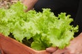 Zoom View Gardener Hold Long Green Lettuce Pot