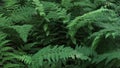 Ferns in the Woods