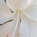 Zoom on white flower