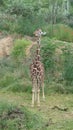 Zoo, Adventure, Giraffe, Savanna, Adventure, Safari Royalty Free Stock Photo