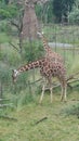Zoo, Adventure, Giraffe, Savanna, Adventure, Safari Royalty Free Stock Photo