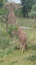 Zoo, Adventure, Giraffe, Savanna, Adventure, Safari Royalty Free Stock Photo