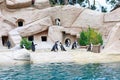 Zoomarine, Roma Italy - September 7, 2016, Friendly Magellanic penguins walking near pond