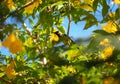 Zoomed in canary on a tree in the forest