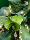 close up view of green leaves with some yellow dots on their surface