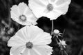 Zoomed in Cosmos flower black and white