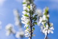 A zoomed in image of a branch of an apple tree