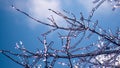 Zoomed photo of small frosted tree branches