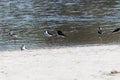 Zoomed in shot of Lapwing birds near a water body some walking and one relaxing on the beach Royalty Free Stock Photo