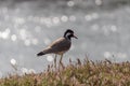 Zoomed shot of a Plover or Lapwing bird on the lake bank with light reflections from water behind