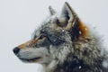 zoomed in side profile of dire wolf head, white background, sharp fur and ear texture Royalty Free Stock Photo