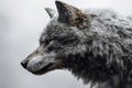 Zoomed side profile of dire wolf head on white, sharp ear texture and fur details emphasize realism and focus Royalty Free Stock Photo