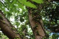 Zoomed in tree with creeping vines