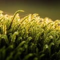 Zoomed in view of green moss Bryophyta with dew drops catching sunlight Royalty Free Stock Photo