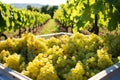 zoomed in view of harvest-ready white grapes