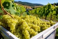 zoomed in view of harvest-ready white grapes