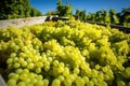zoomed in view of harvest-ready white grapes