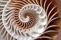 zoomed-in view of a spiraling nautilus shell pattern Royalty Free Stock Photo