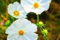 Zoomed in white Cosmos flowers